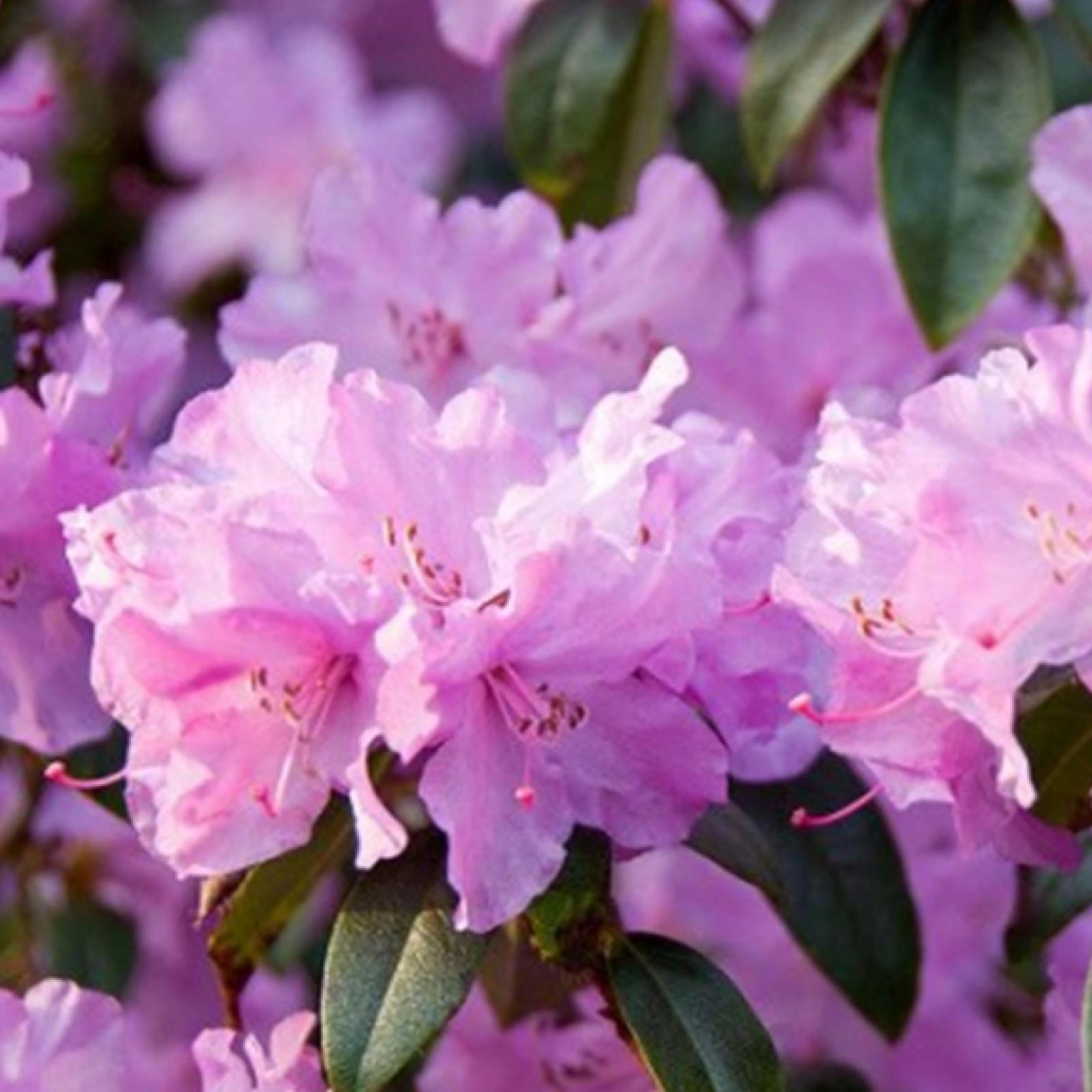 Rhododendron Praecox