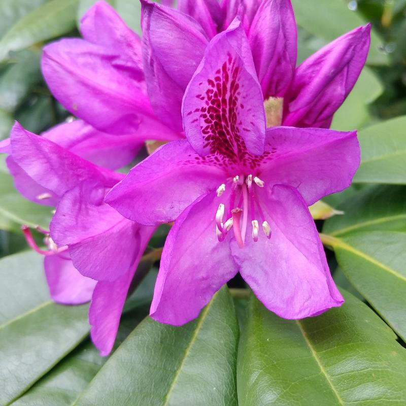 Rhododendron Onderhoud