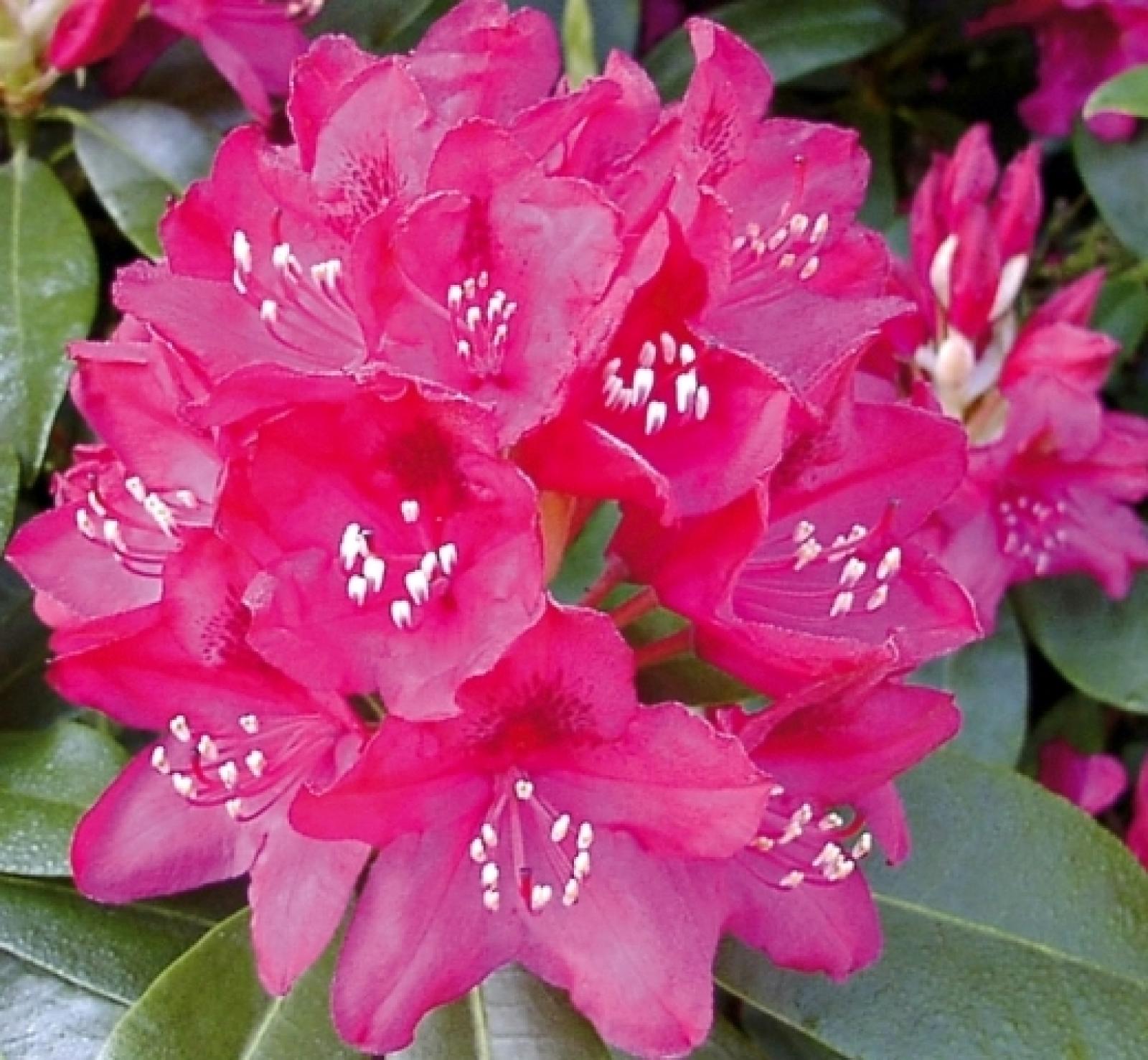 Rhododendron NOVA ZEMBLA
