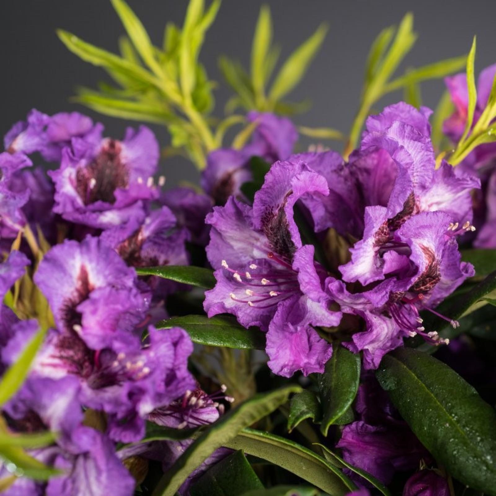 Rhododendron ANATEVKA