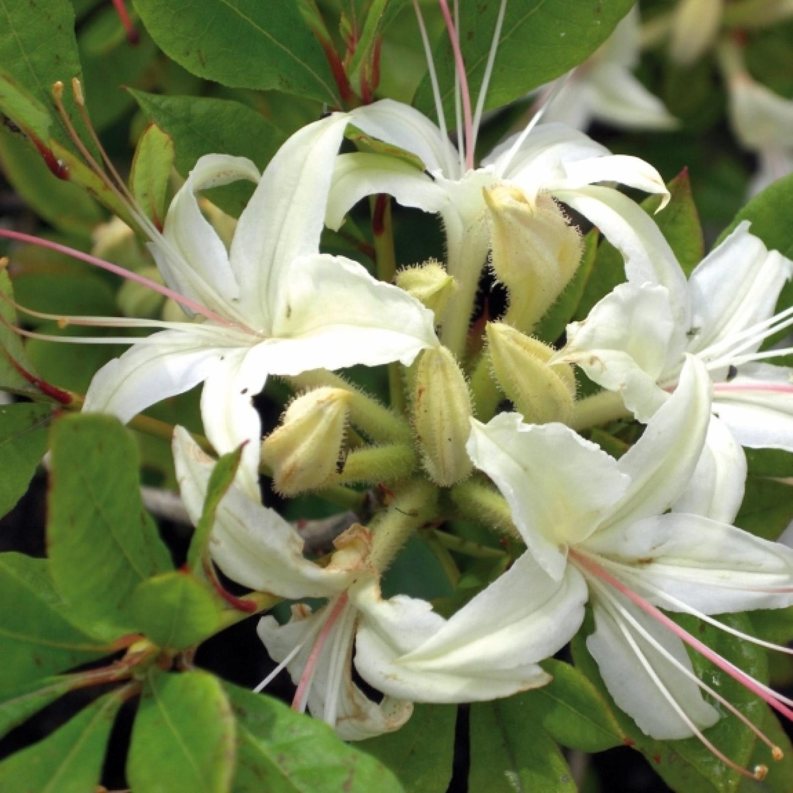 Azalea JUNE JUBILEE