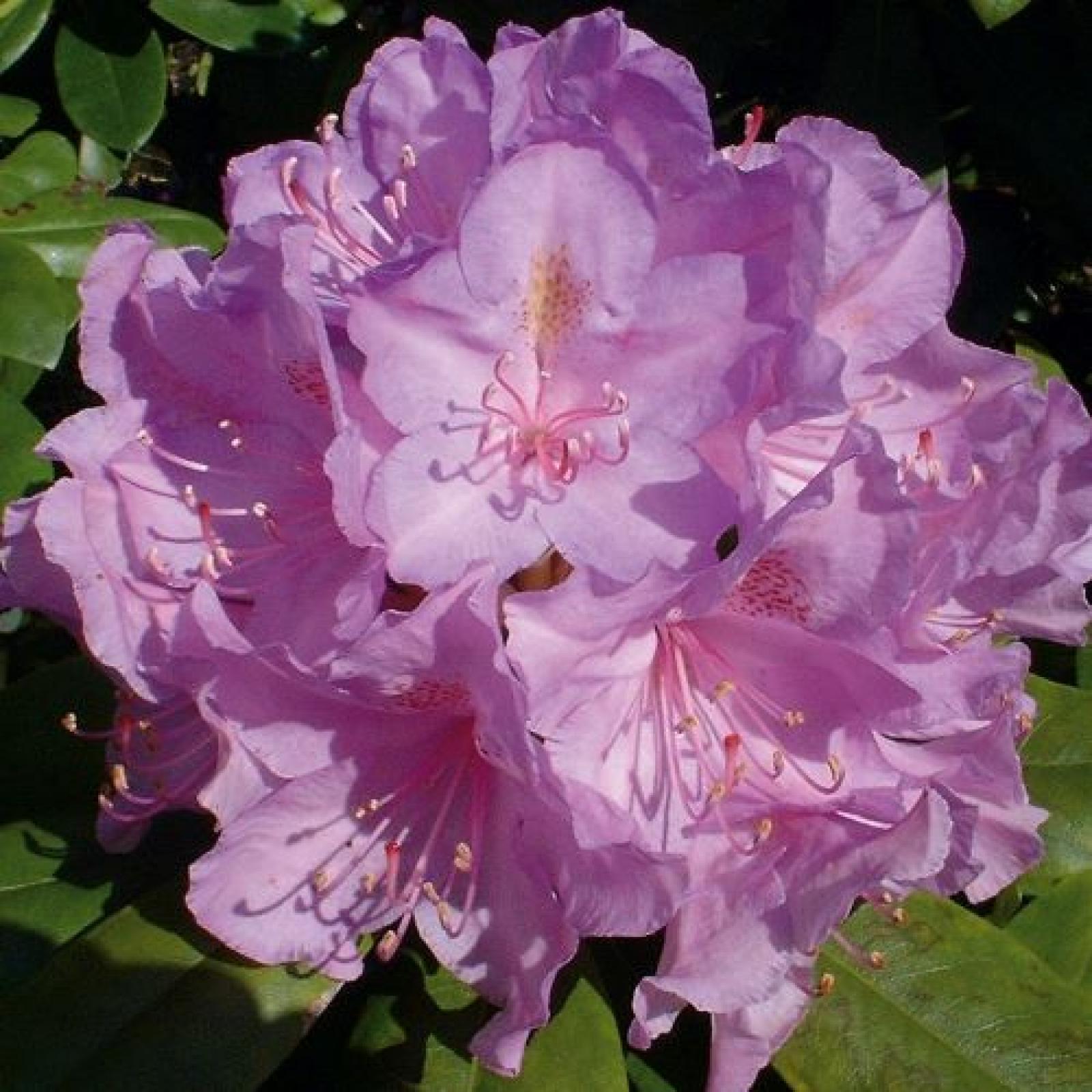 Rhododendron CATAWBIËNSE BOURSAULT