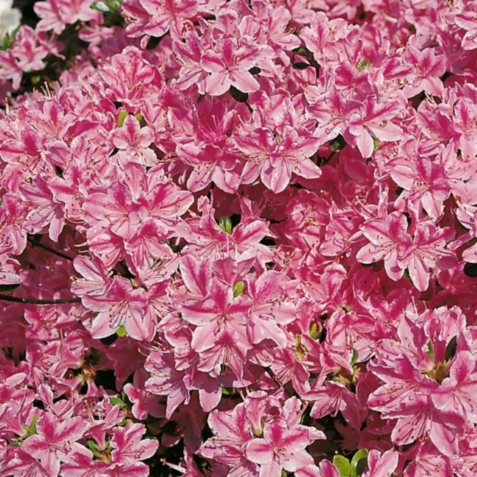 Japanse Azalea KERMESINA ROSE Japanse Azalea KERMESINA ROSE