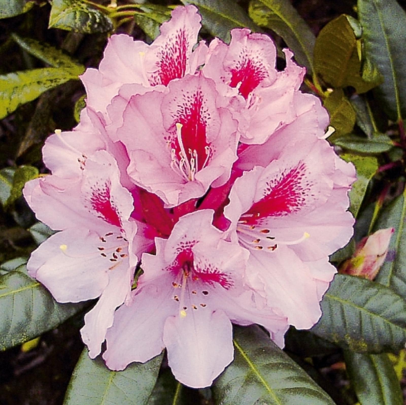 Rhododendron DIADEM
