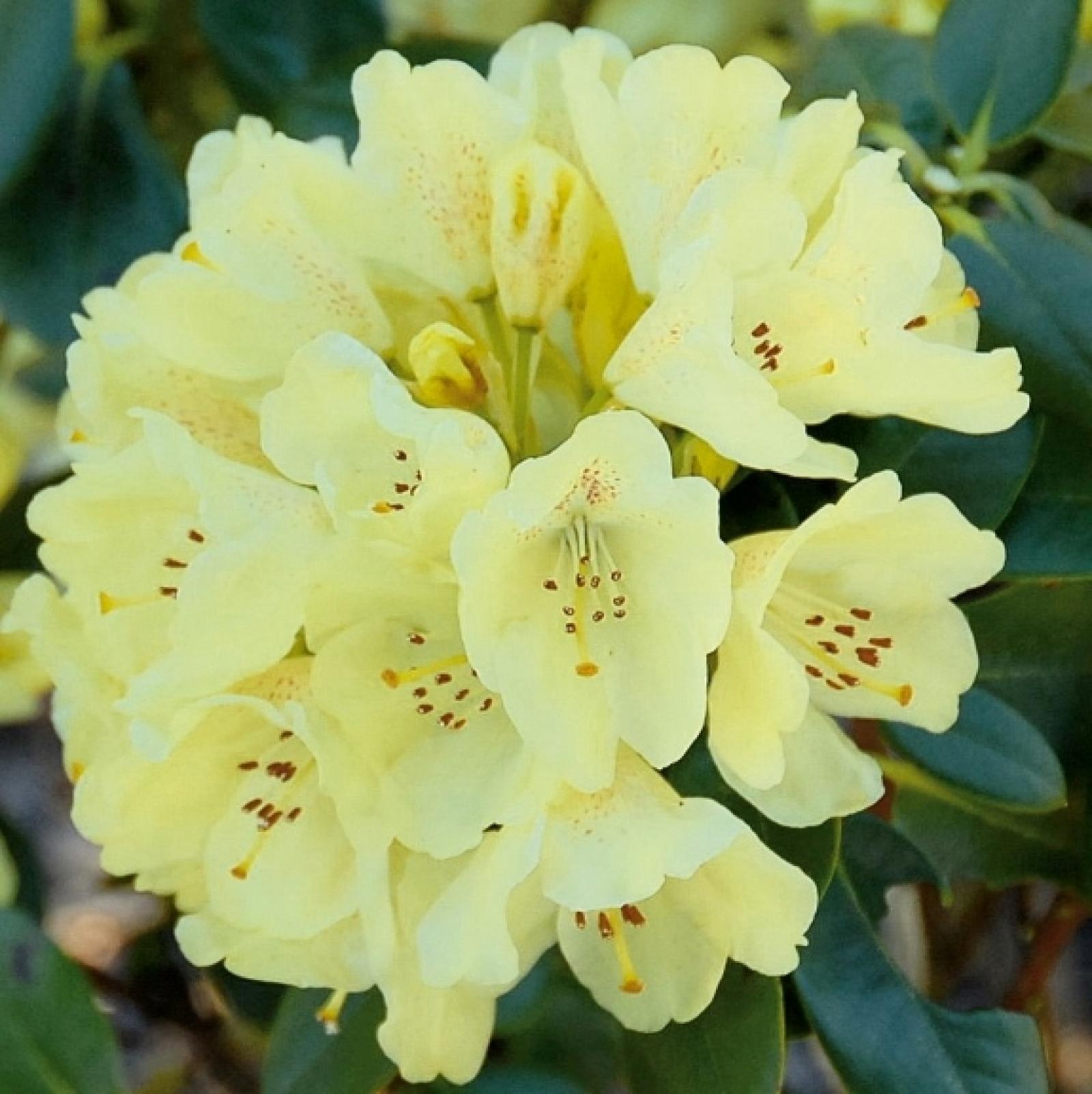Rhododendron GOLDKRONE