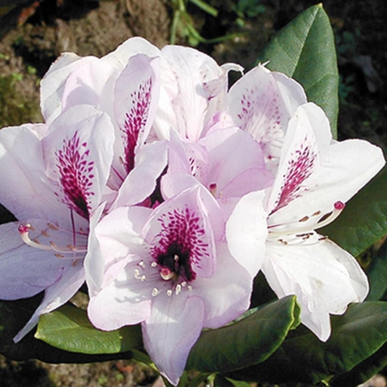 Rhododendron HERBSTFREUDE