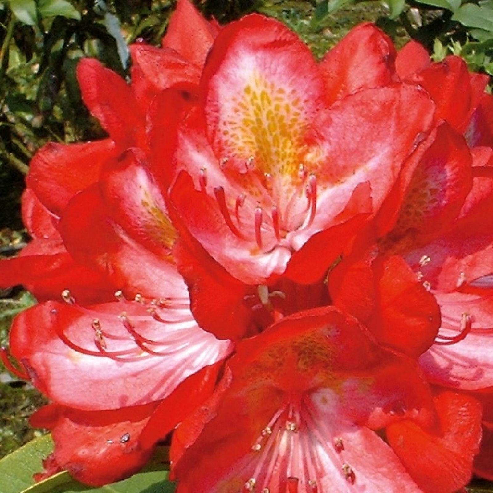 June Fire Rhododendron Rhododendron JUNIFEUER