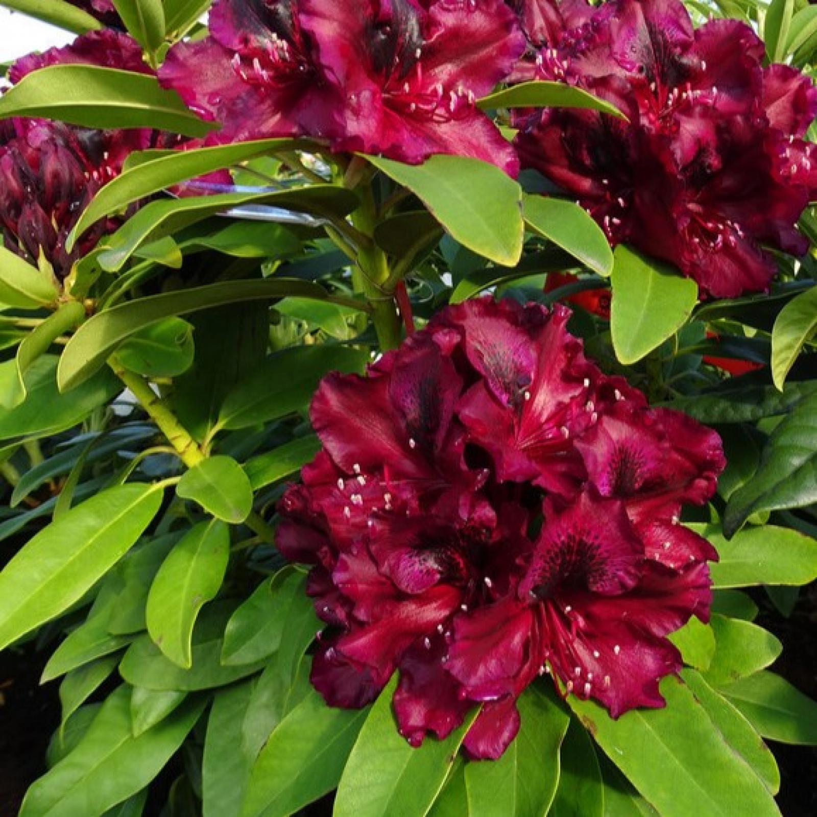 rhododendron ludlowii wren Rhododendron (keiskei Grp.) 'Wren' main image 0
