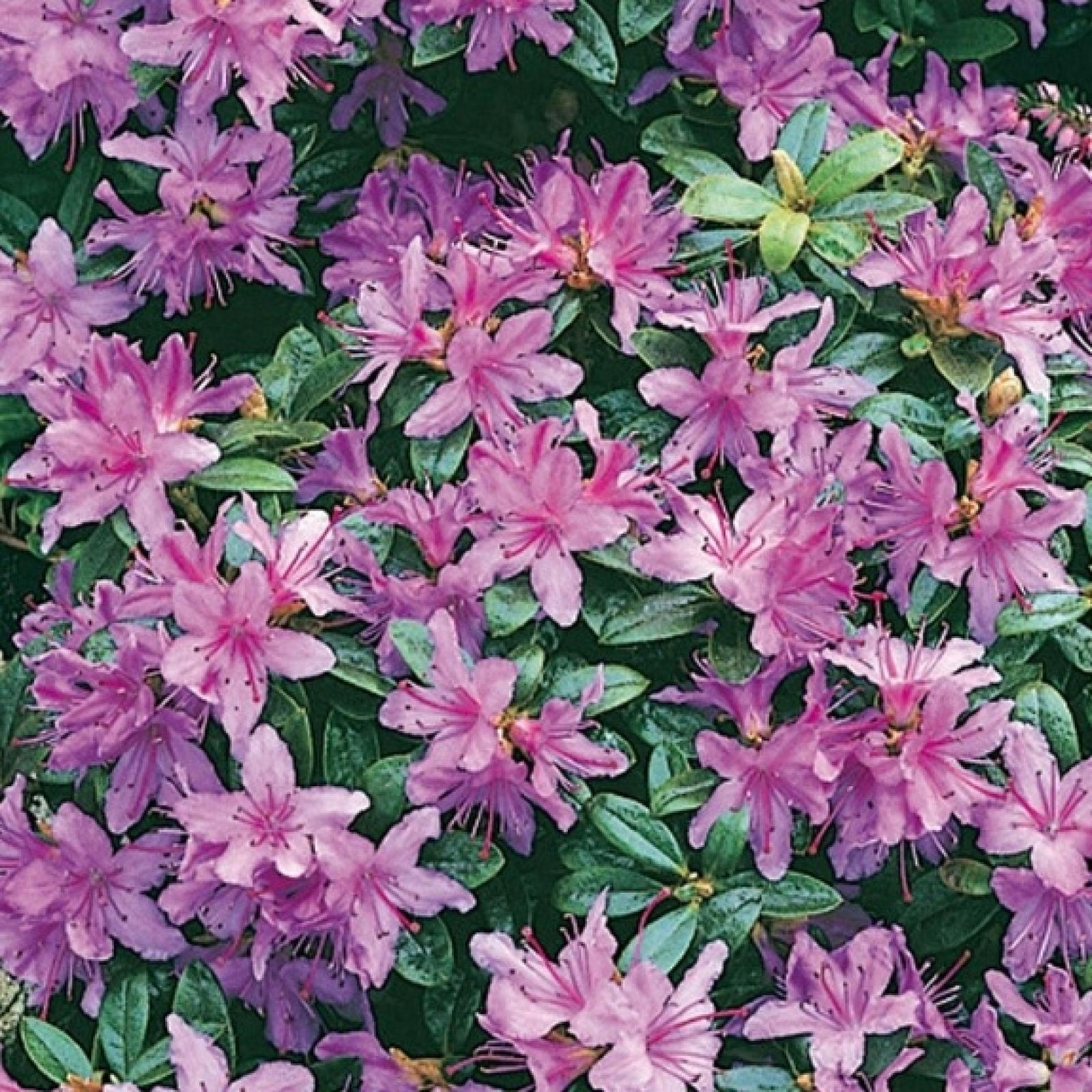 Rhododendron MOERHEIM