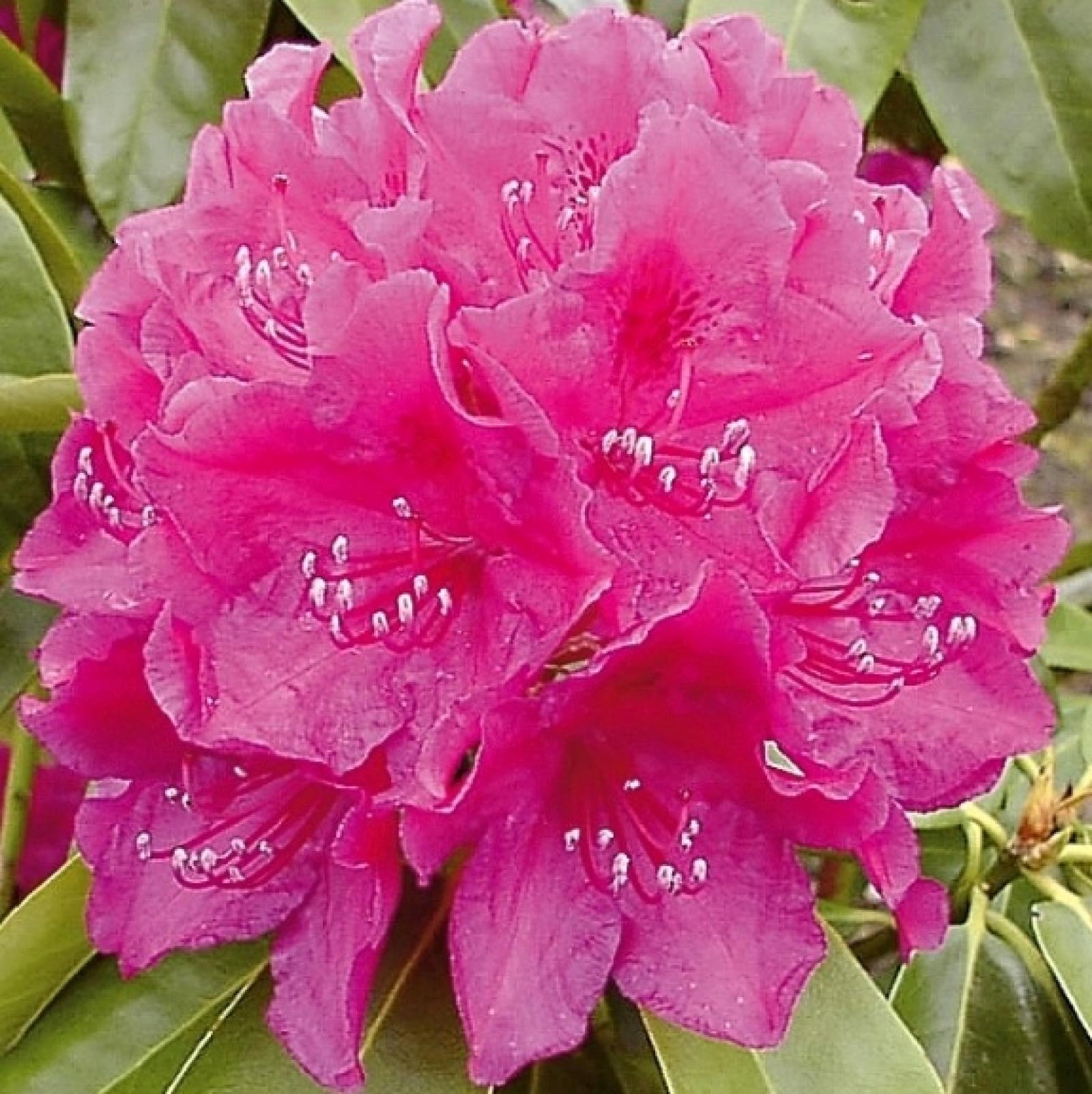 Rhododendron OLD PORT