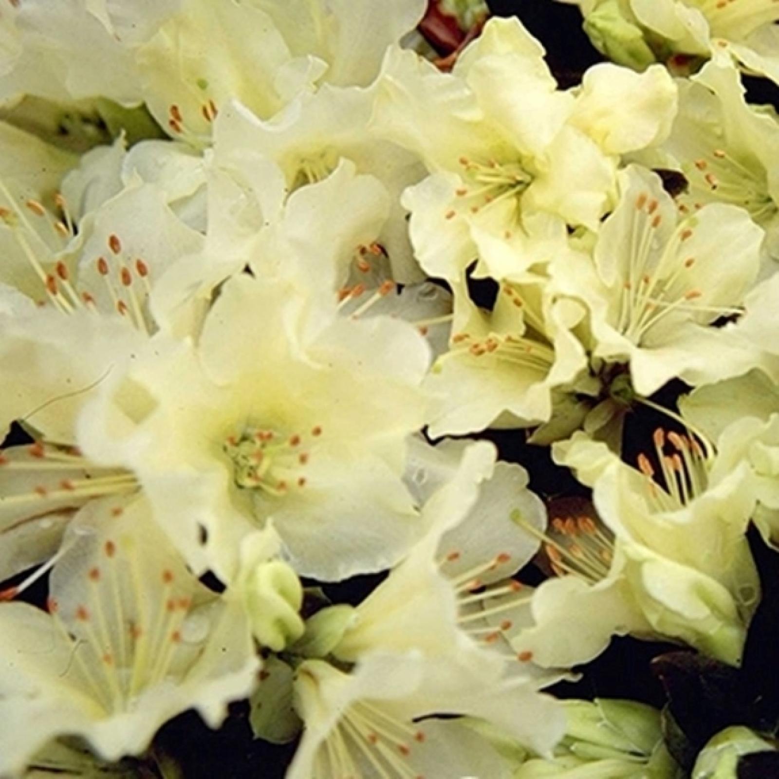 Rhododendron PRINCESS ANNE