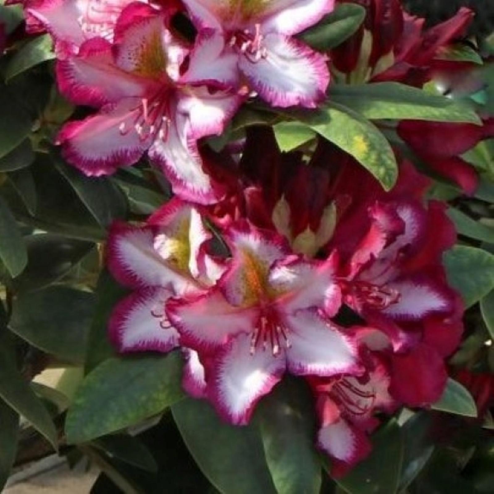 Rhododendron PUSHY PURPLE