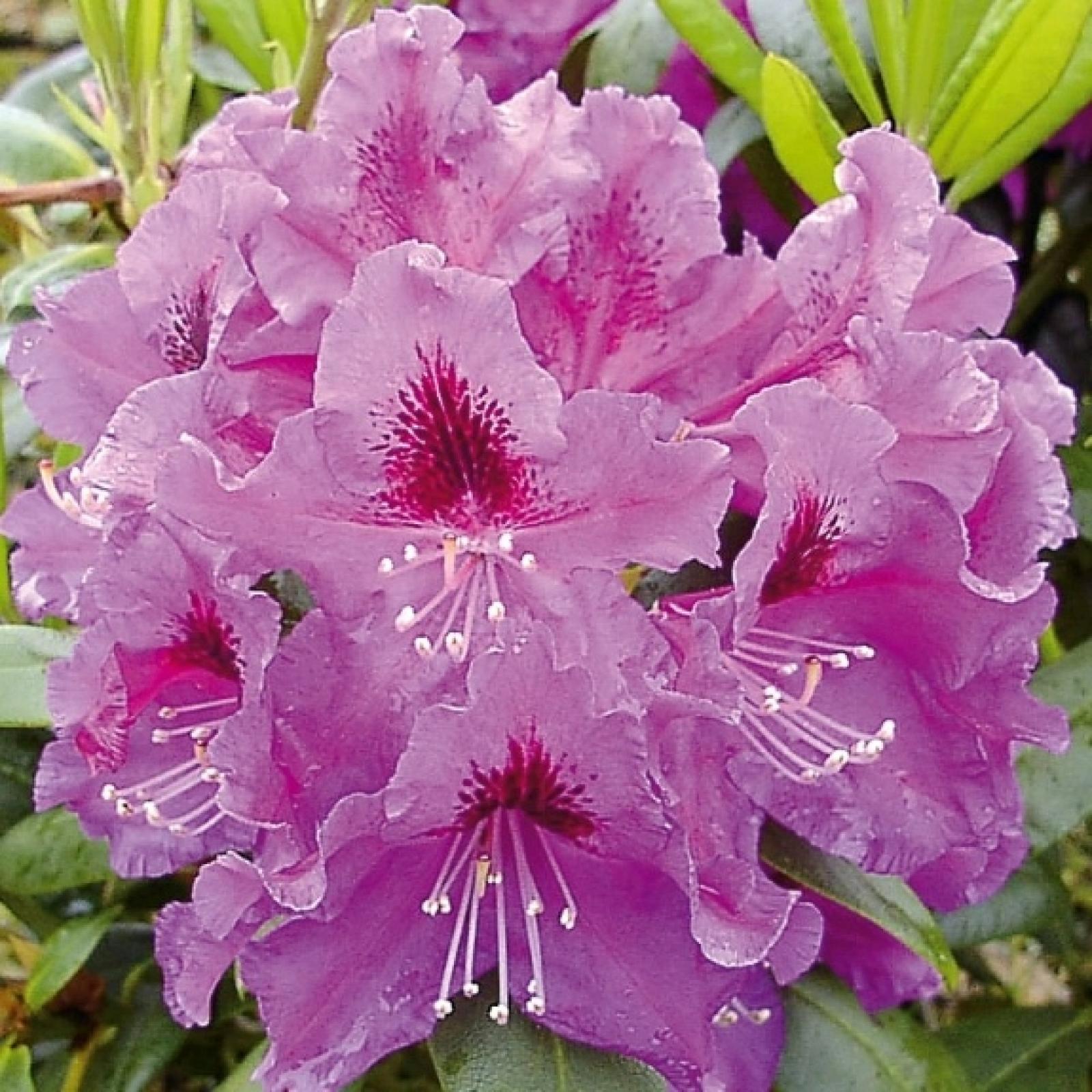 Rhododendron RASPUTIN