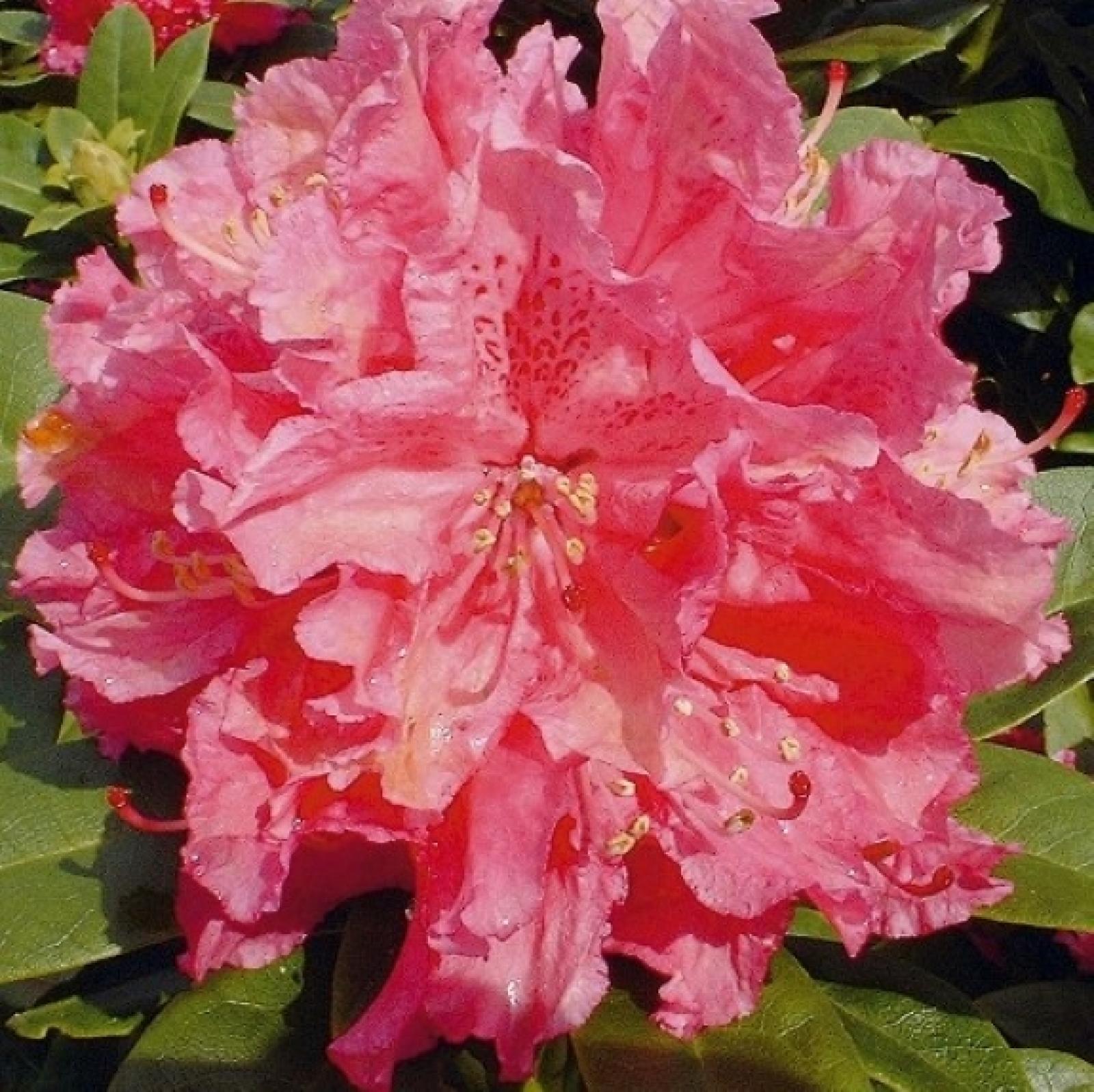 Rhododendron ROCKET