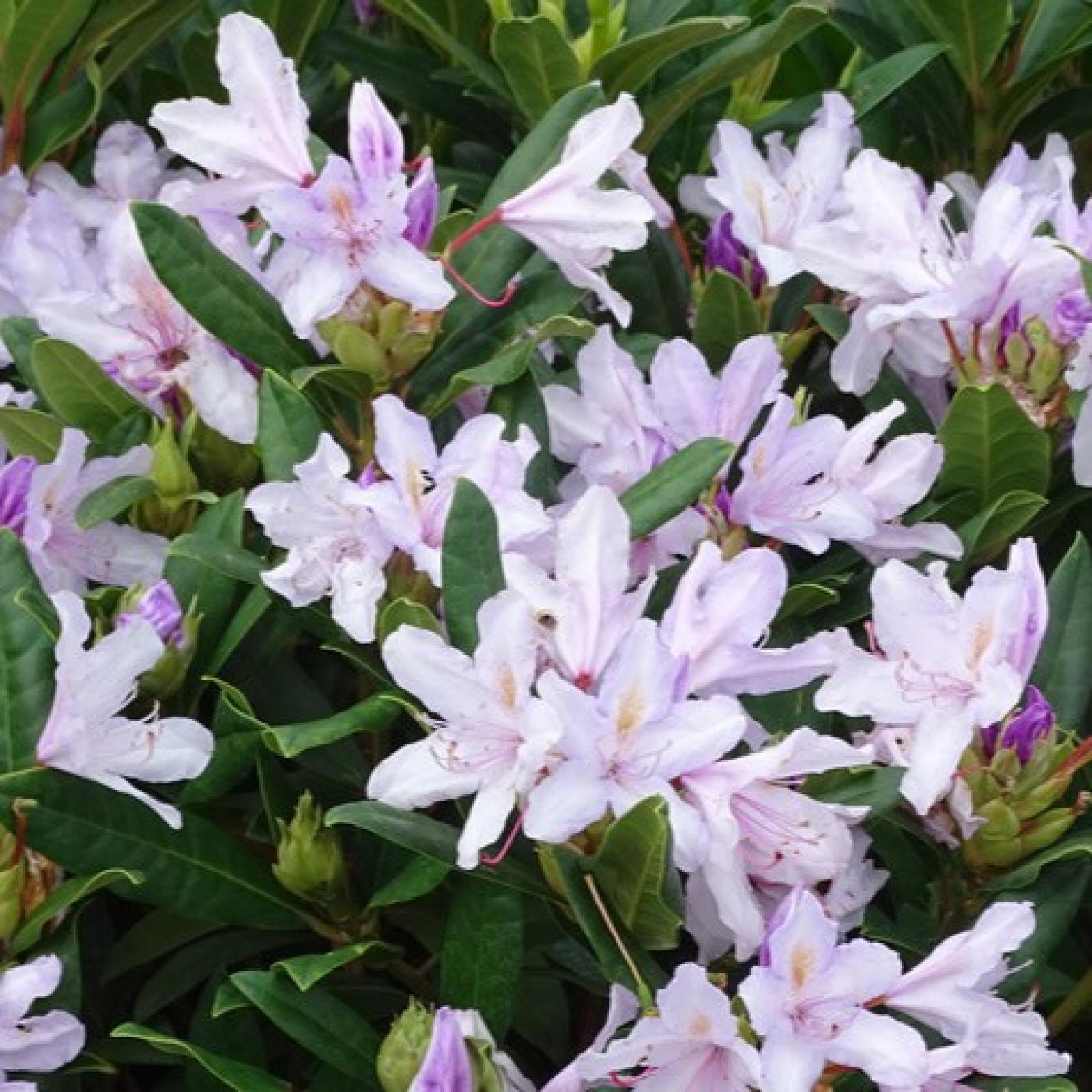 September Rhododendron Rhododendron SEPTEMBERCHARM