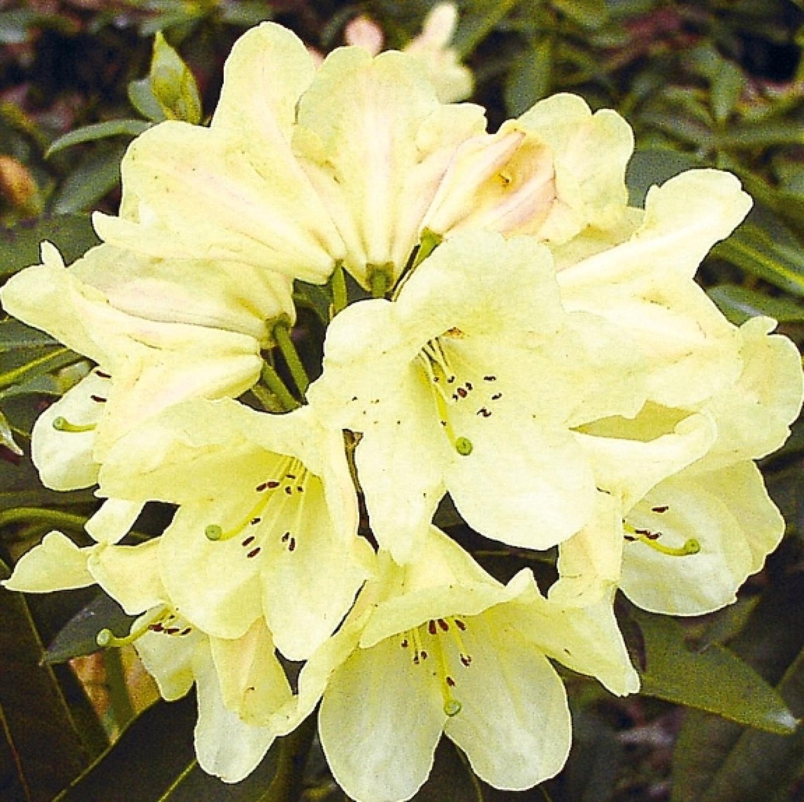 Rhododendron STADT WESTERSTEDE