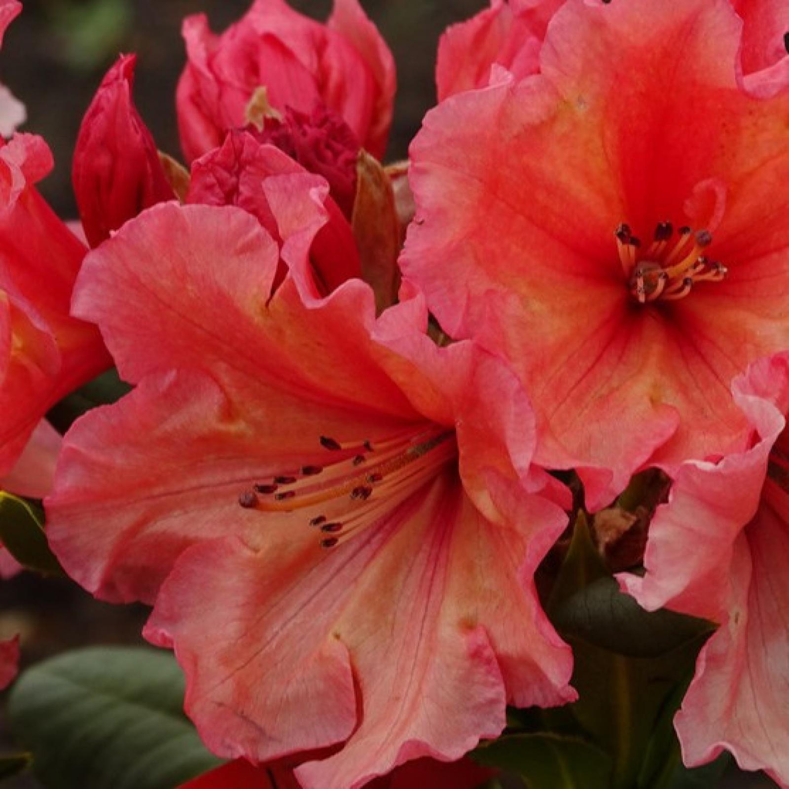 Rhododendron SUN GLORY