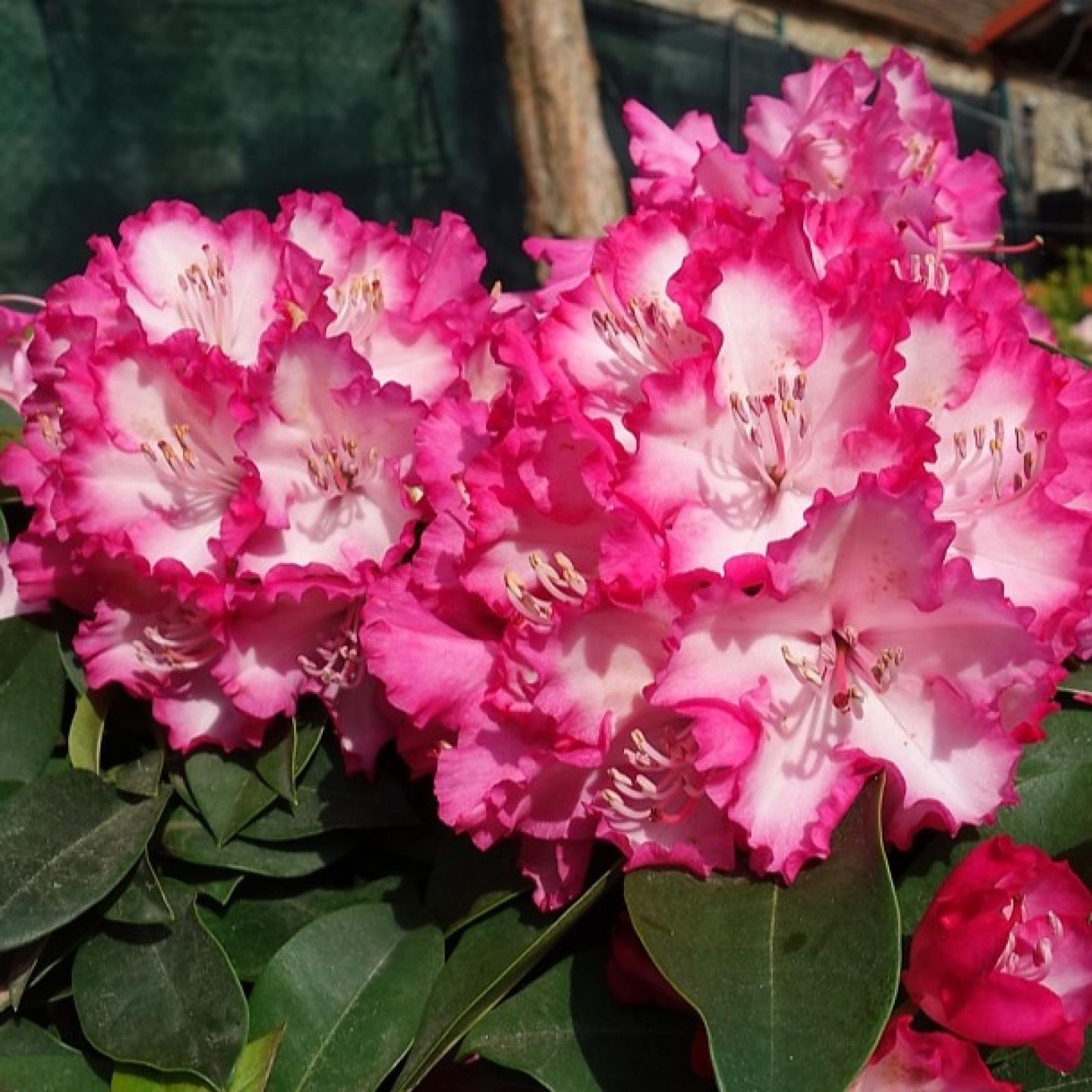 Compact Maximum Rhododendron Rhododendron XXL