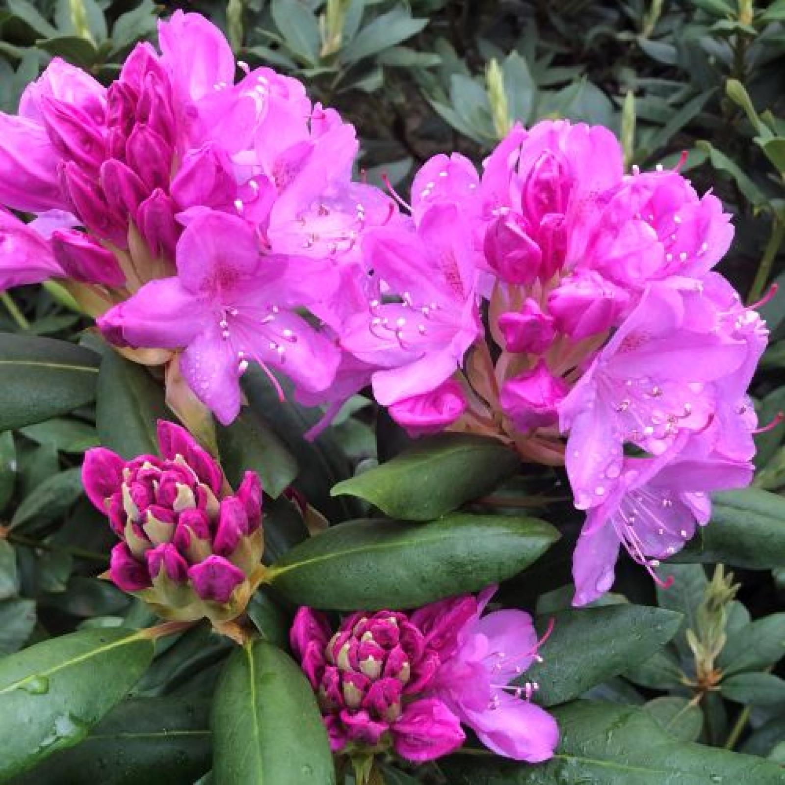 Rhododendron ROSEUM ELEGANS